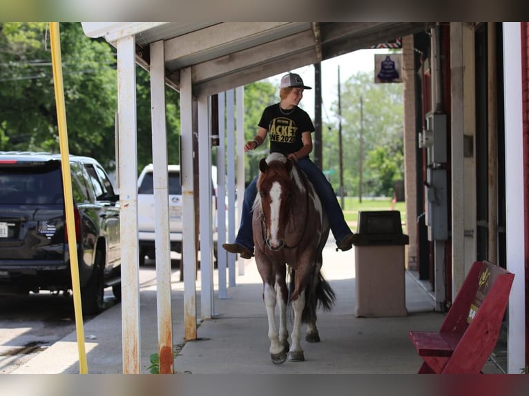 Paint Horse Merrie 15 Jaar 152 cm Gevlekt-paard in Pilot Point