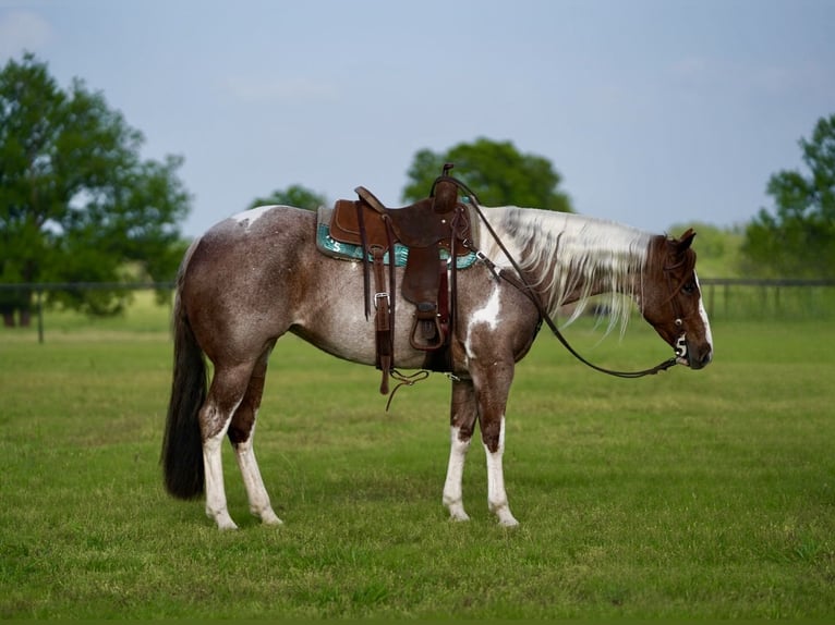 Paint Horse Merrie 15 Jaar 152 cm Gevlekt-paard in Pilot Point