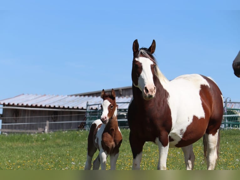 Paint Horse Merrie 16 Jaar 148 cm Gevlekt-paard in Dischingen