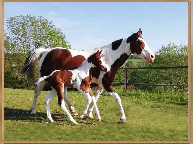 Paint Horse Merrie 16 Jaar 148 cm Gevlekt-paard in Dischingen