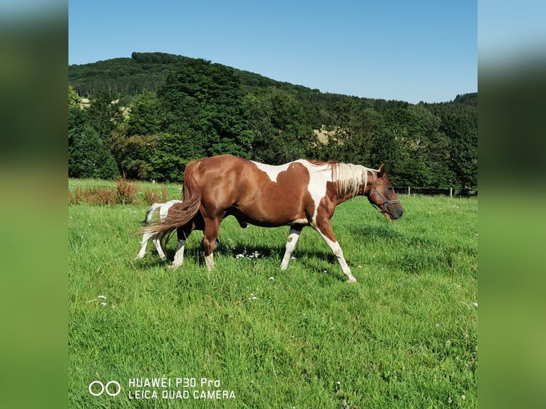 Paint Horse Merrie 16 Jaar 150 cm Gevlekt-paard in betteldorf