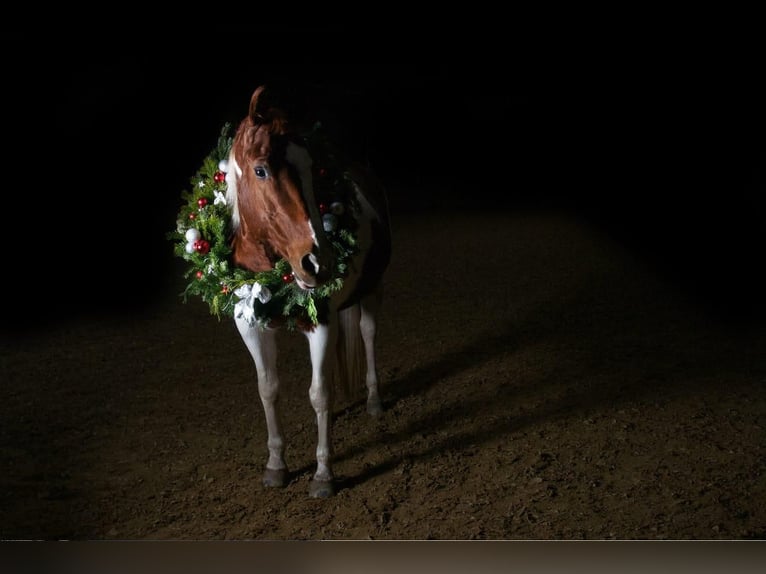 Paint Horse Merrie 16 Jaar 150 cm Gevlekt-paard in Tengen