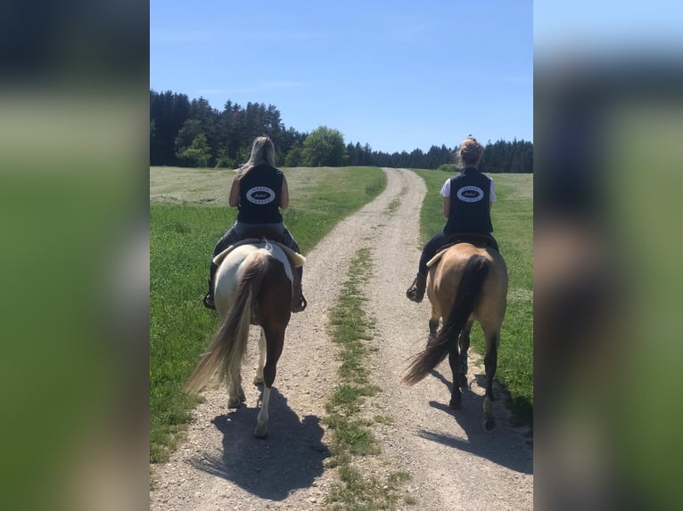 Paint Horse Merrie 16 Jaar 150 cm Gevlekt-paard in Tengen