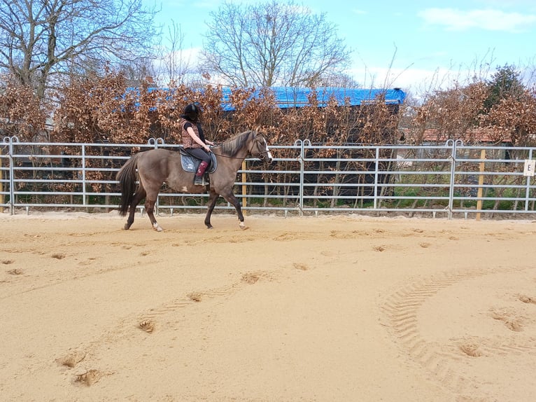 Paint Horse Merrie 16 Jaar 150 cm Grullo in Maria Hoop