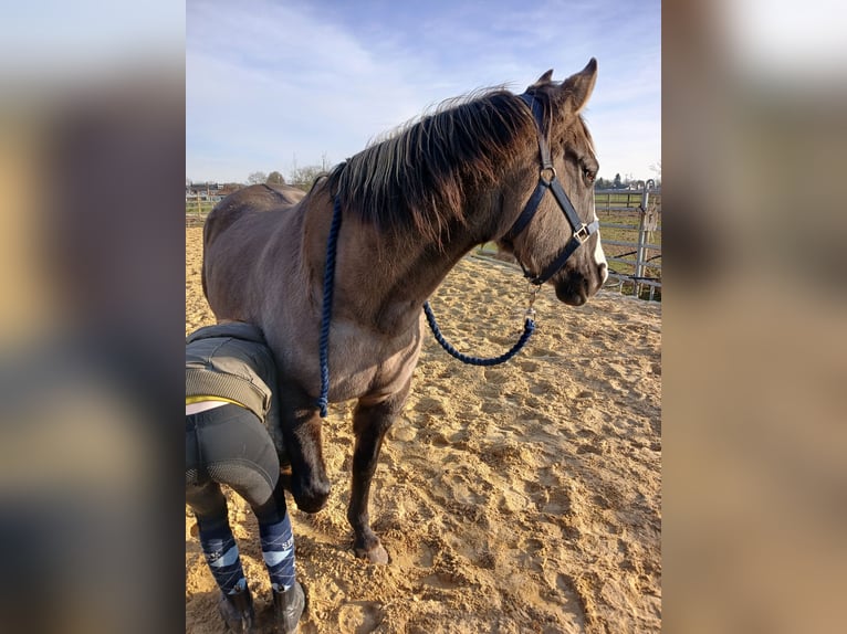 Paint Horse Merrie 16 Jaar 150 cm Grullo in Maria Hoop