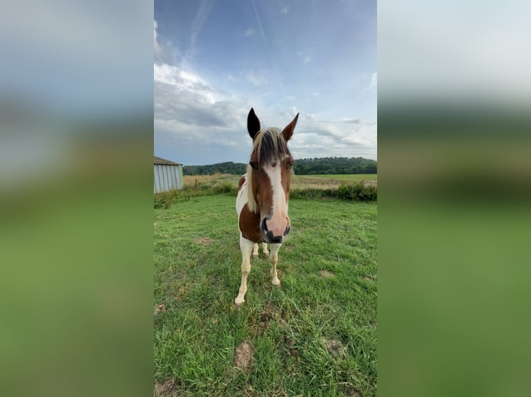 Paint Horse Merrie 16 Jaar 158 cm Bruin in lanouée