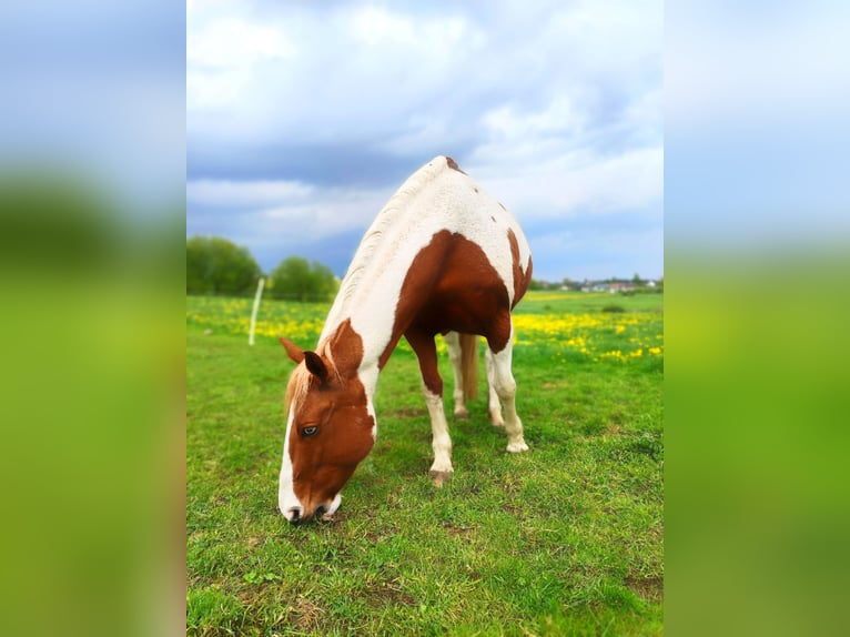Paint Horse Merrie 17 Jaar 154 cm Tobiano-alle-kleuren in Rheinbach Paint Horse Merrie 17 Jaar 154 cm Tobiano-alle-kleuren in Rheinbach