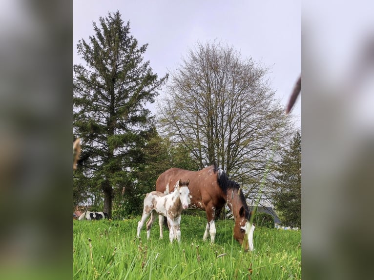 Paint Horse Merrie 17 Jaar 155 cm Bruin in Monchy-Breton