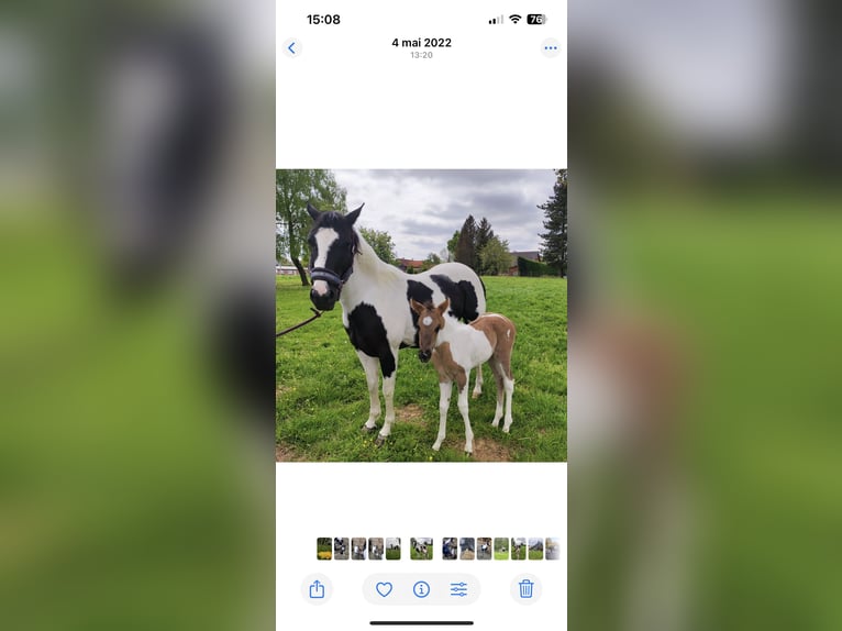 Paint Horse Merrie 17 Jaar 155 cm Zwart in Monchy-Breton