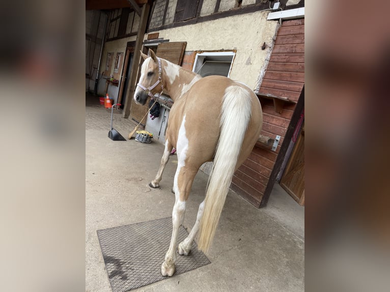 Paint Horse Merrie 18 Jaar 149 cm Tobiano-alle-kleuren in Brensbach