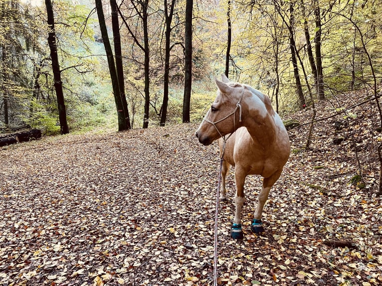 Paint Horse Merrie 18 Jaar 149 cm Tobiano-alle-kleuren in Brensbach