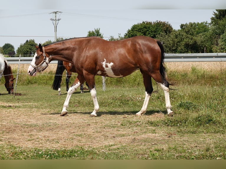 Paint Horse Merrie 18 Jaar 165 cm Bruin in Langenau