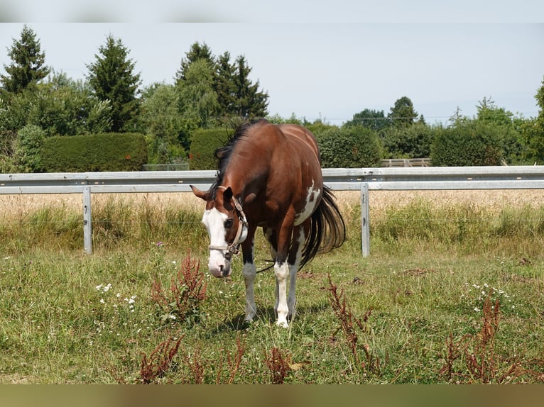 Paint Horse Merrie 18 Jaar 165 cm Bruin in Langenau