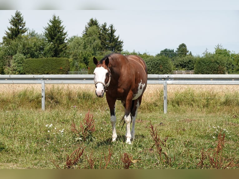 Paint Horse Merrie 18 Jaar 165 cm Bruin in Langenau