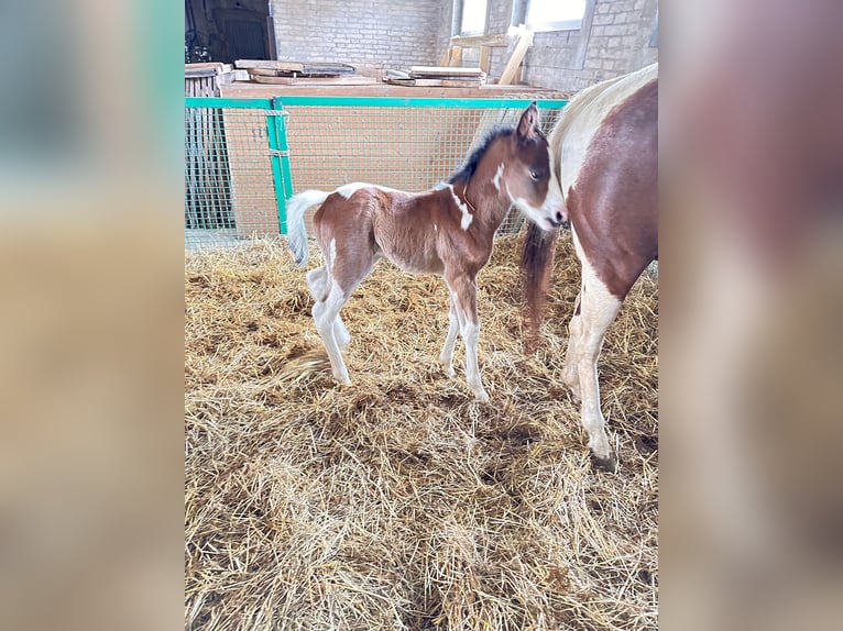 Paint Horse Merrie 1 Jaar 140 cm Bruin in Forlì