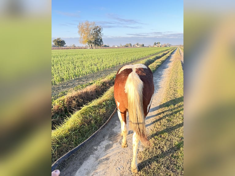 Paint Horse Merrie 1 Jaar 140 cm Bruin in Forlì