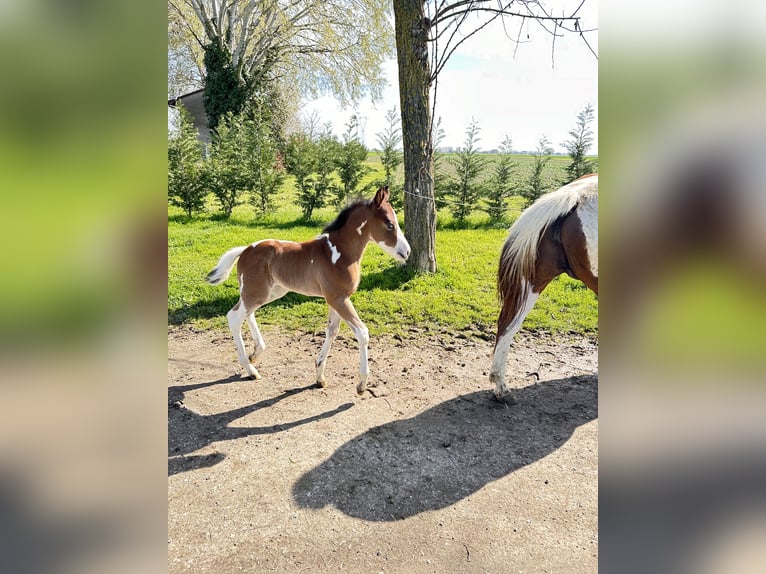 Paint Horse Merrie 1 Jaar 140 cm Bruin in Forlì