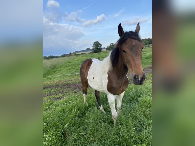 Paint Horse Mix Merrie 1 Jaar 140 cm Gevlekt-paard in Linde peer