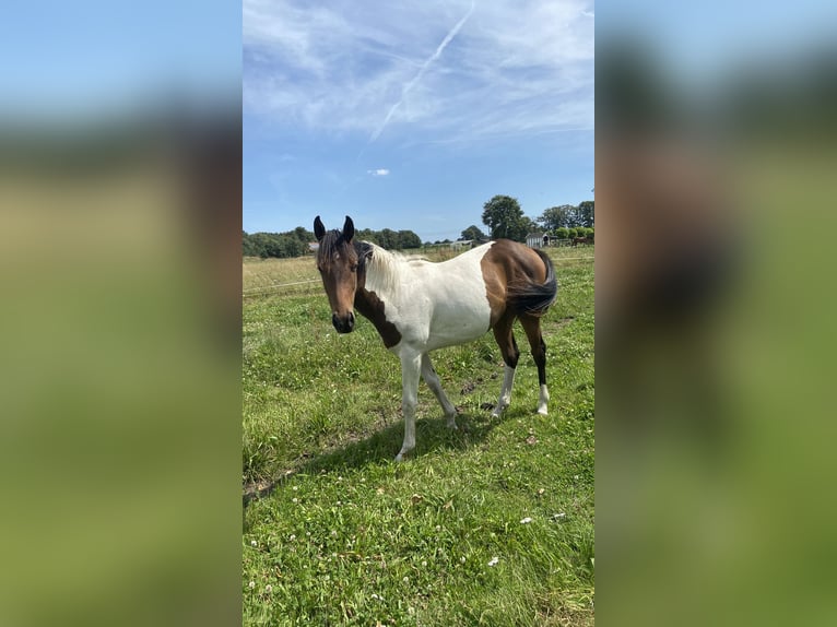 Paint Horse Mix Merrie 1 Jaar 140 cm Gevlekt-paard in Linde peer