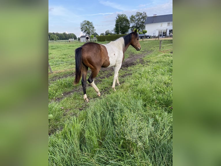 Paint Horse Mix Merrie 1 Jaar 140 cm Gevlekt-paard in Linde peer