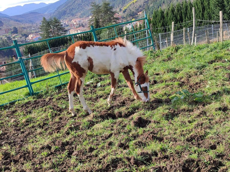 Paint Horse Merrie 1 Jaar 140 cm Overo-alle-kleuren in Balmaseda