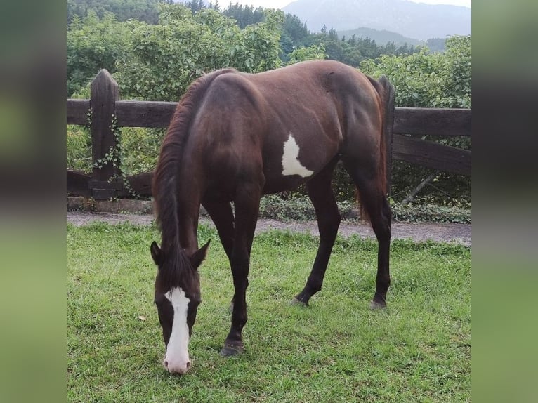 Paint Horse Mix Merrie 1 Jaar 140 cm Overo-alle-kleuren in Zaldibar