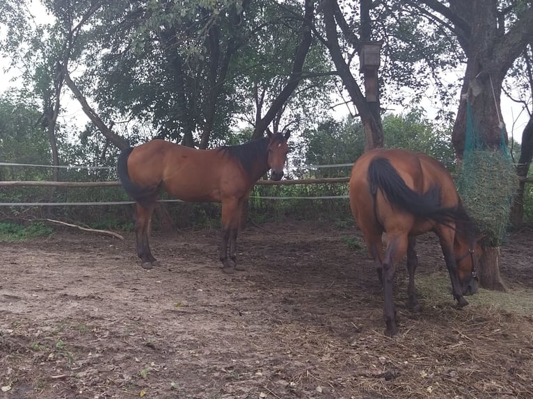 Paint Horse Merrie 1 Jaar 143 cm Roodbruin in Rudnik Nad Sanem