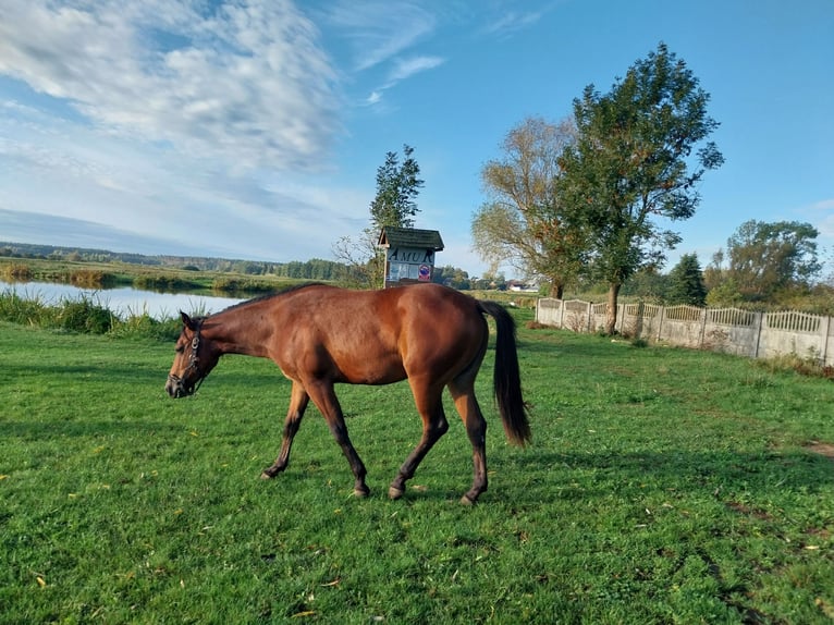 Paint Horse Merrie 1 Jaar 143 cm Roodbruin in Rudnik Nad Sanem