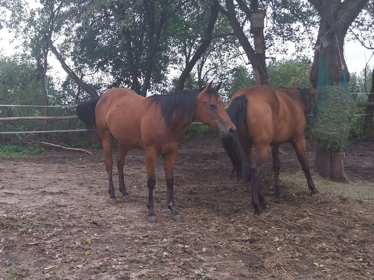 Paint Horse Merrie 1 Jaar 143 cm Roodbruin in Rudnik Nad Sanem