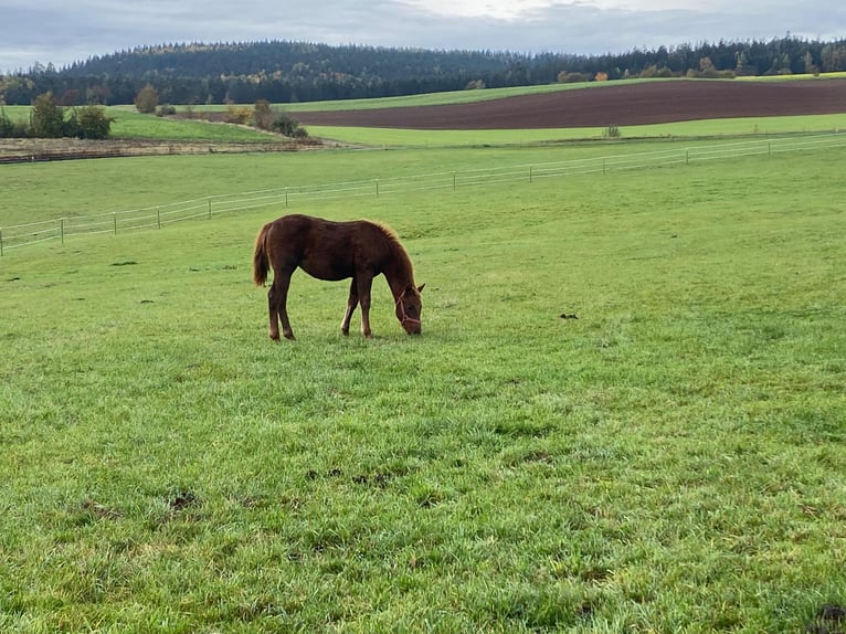 Paint Horse Merrie 1 Jaar 147 cm Donkere-vos in Erbendorf