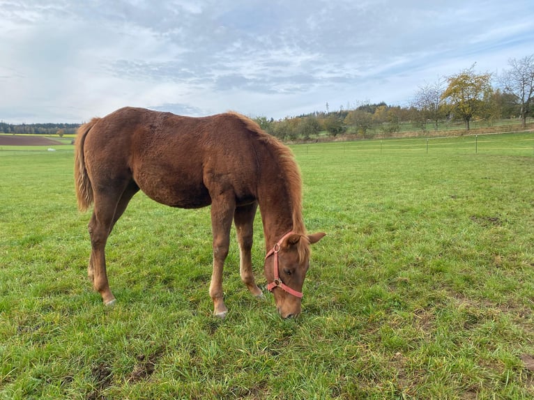 Paint Horse Merrie 1 Jaar 147 cm Donkere-vos in Erbendorf