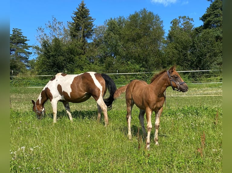 Paint Horse Merrie 1 Jaar 147 cm Donkere-vos in Erbendorf