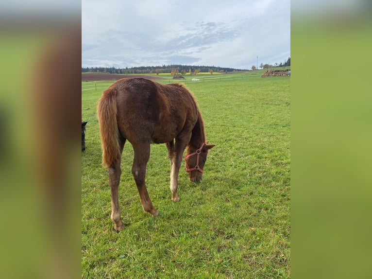 Paint Horse Merrie 1 Jaar 147 cm Donkere-vos in Erbendorf