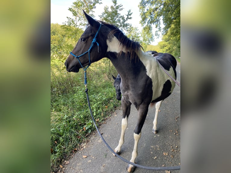 Paint Horse Merrie 1 Jaar 149 cm Tobiano-alle-kleuren in Preußisch Oldendorf