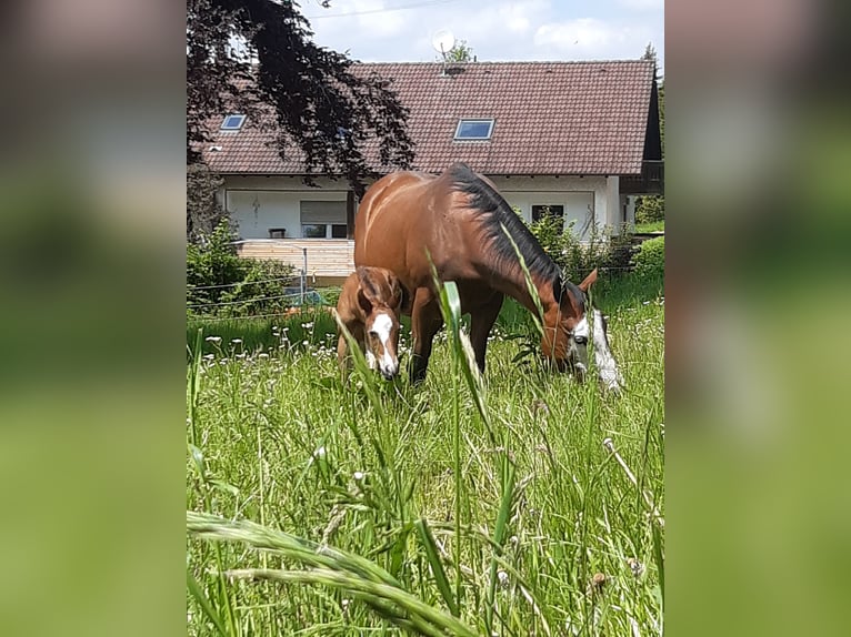 Paint Horse Merrie 1 Jaar 150 cm Bruin in Eggenthal