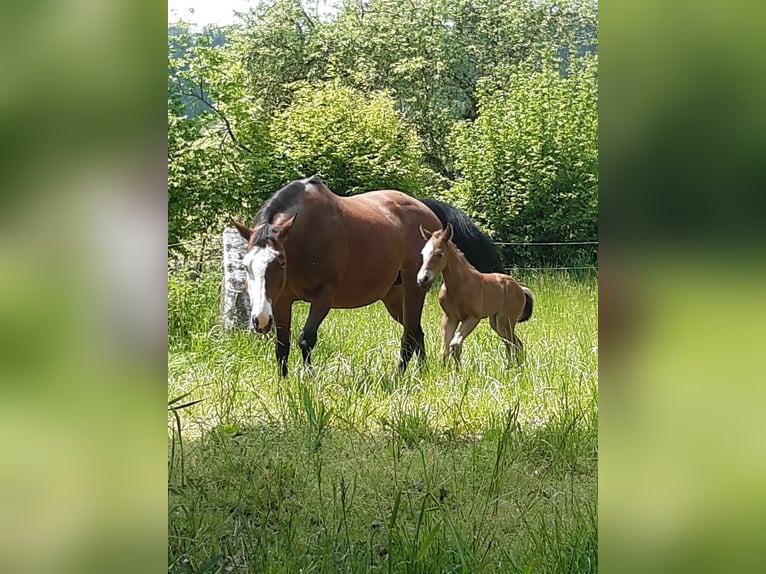 Paint Horse Merrie 1 Jaar 150 cm Bruin in Eggenthal