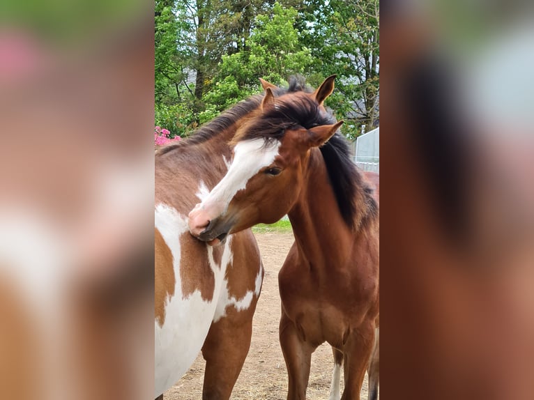 Paint Horse Merrie 1 Jaar 150 cm Bruin in Neukirch/Lausitz