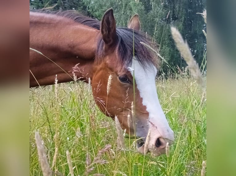 Paint Horse Merrie 1 Jaar 150 cm Bruin in Neukirch/Lausitz