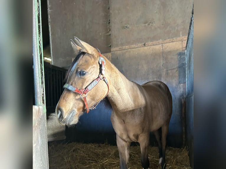 Paint Horse Merrie 1 Jaar 150 cm Buckskin in Kortenhoef