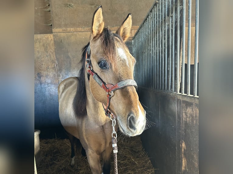 Paint Horse Merrie 1 Jaar 150 cm Buckskin in Kortenhoef