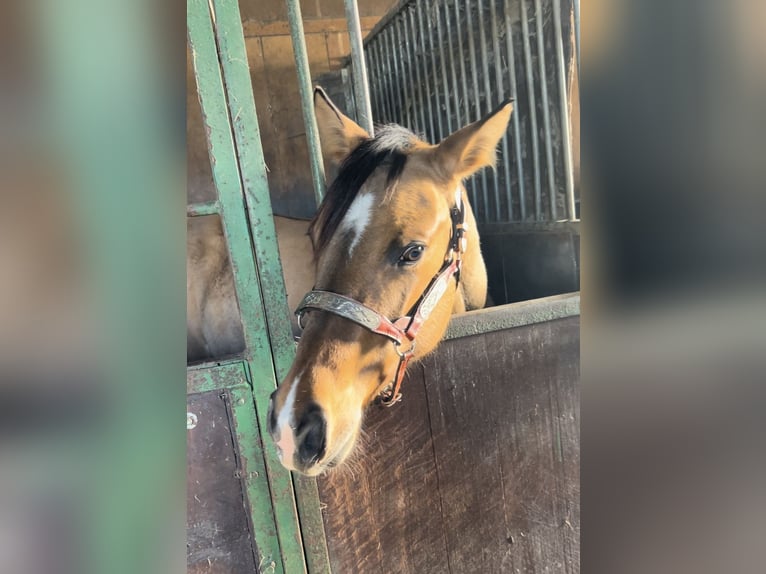 Paint Horse Merrie 1 Jaar 150 cm Buckskin in Kortenhoef