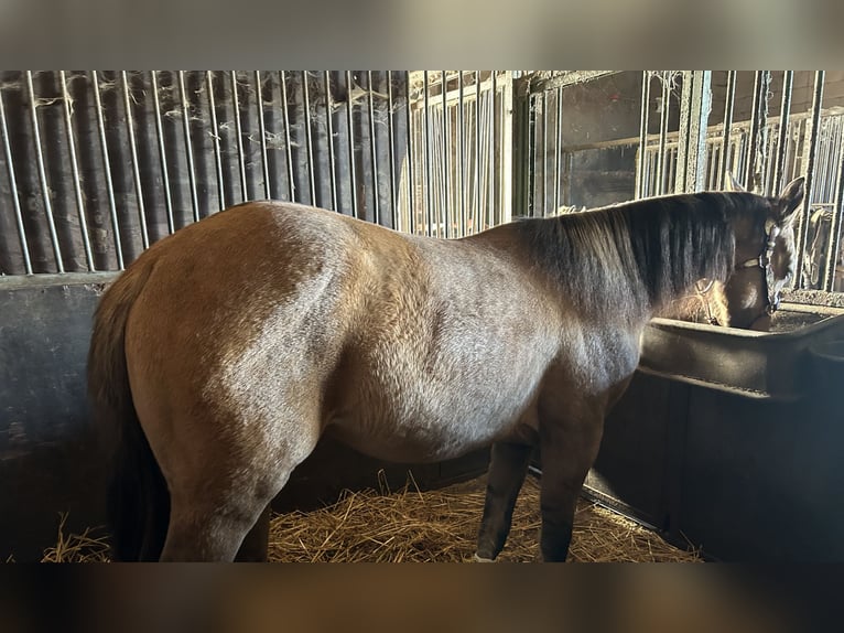 Paint Horse Merrie 1 Jaar 150 cm Buckskin in Kortenhoef