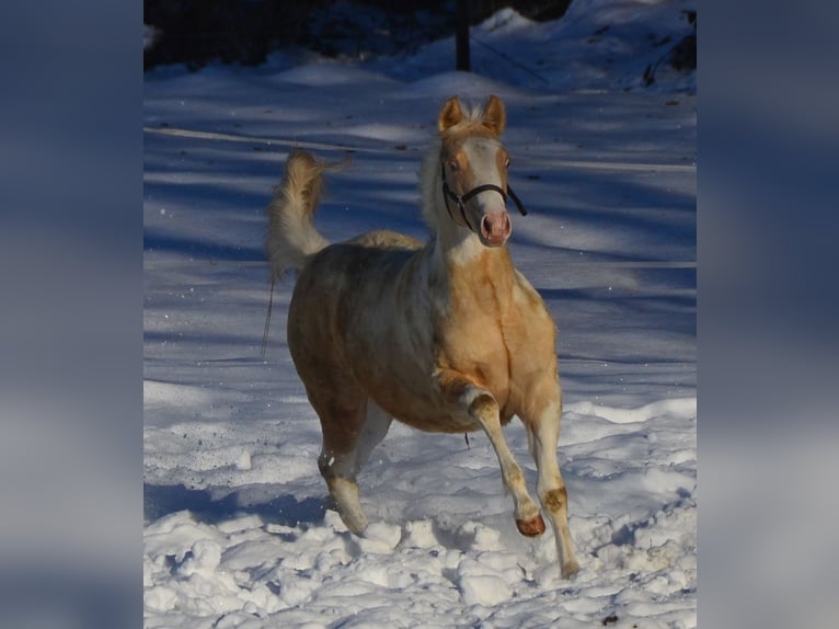 Paint Horse Merrie 1 Jaar 150 cm Champagne in Buchbach