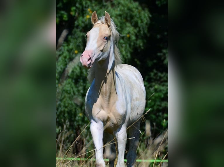 Paint Horse Merrie 1 Jaar 150 cm Champagne in Buchbach Paint Horse Merrie 1 Jaar 150 cm Champagne in Buchbach