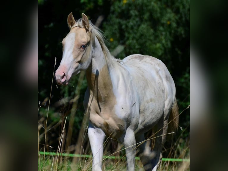 Paint Horse Merrie 1 Jaar 150 cm Champagne in Buchbach Paint Horse Merrie 1 Jaar 150 cm Champagne in Buchbach