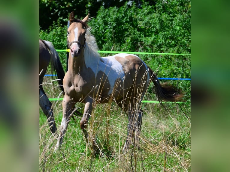 Paint Horse Merrie 1 Jaar 150 cm Champagne in Buchbach