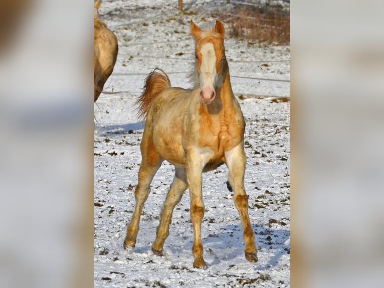 Paint Horse Merrie 1 Jaar 150 cm Champagne in Buchbach