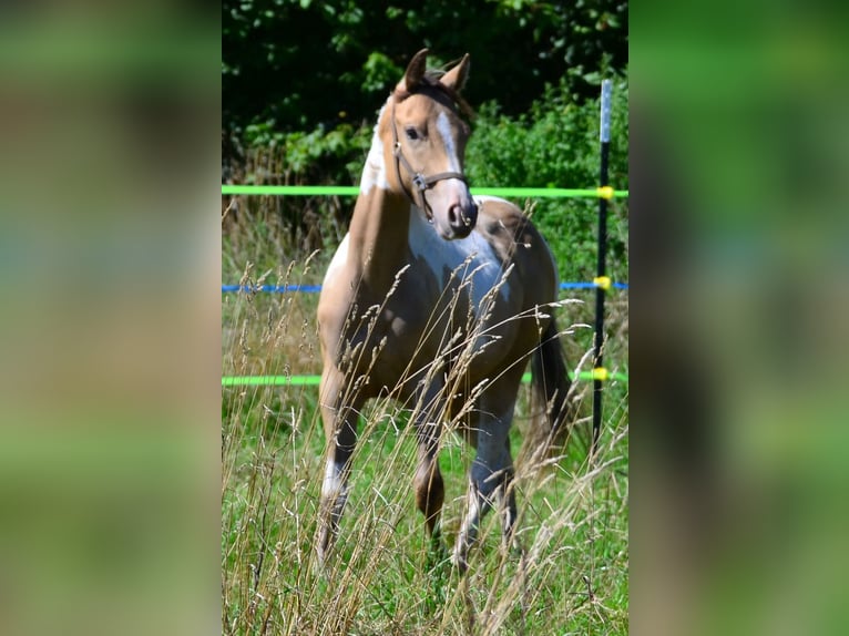 Paint Horse Merrie 1 Jaar 150 cm Champagne in Buchbach