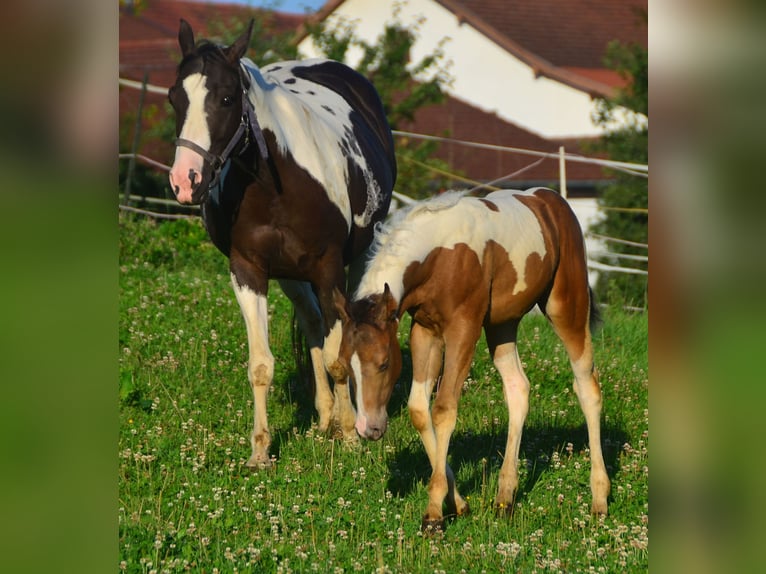 Paint Horse Merrie 1 Jaar 150 cm Champagne in Buchbach