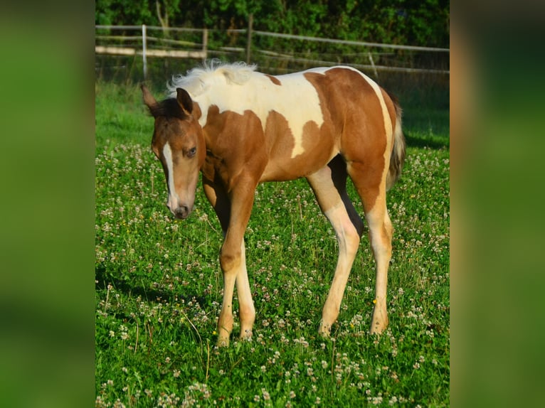 Paint Horse Merrie 1 Jaar 150 cm Champagne in Buchbach